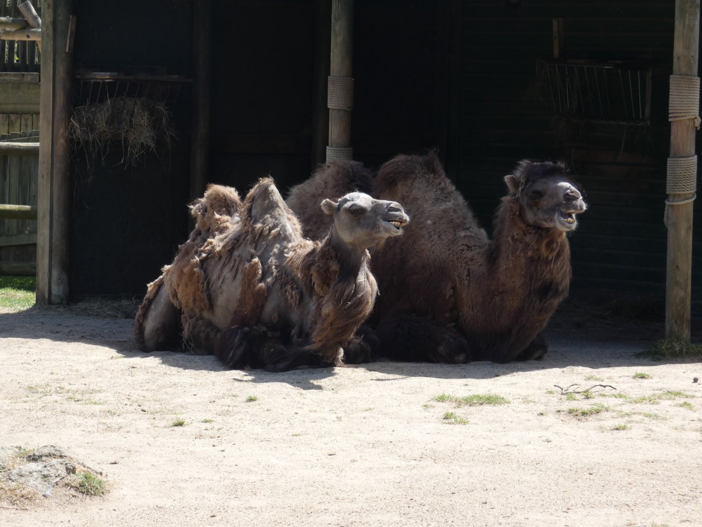 Bactrian camel