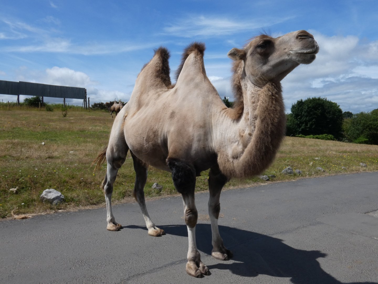 Bactrian camel
