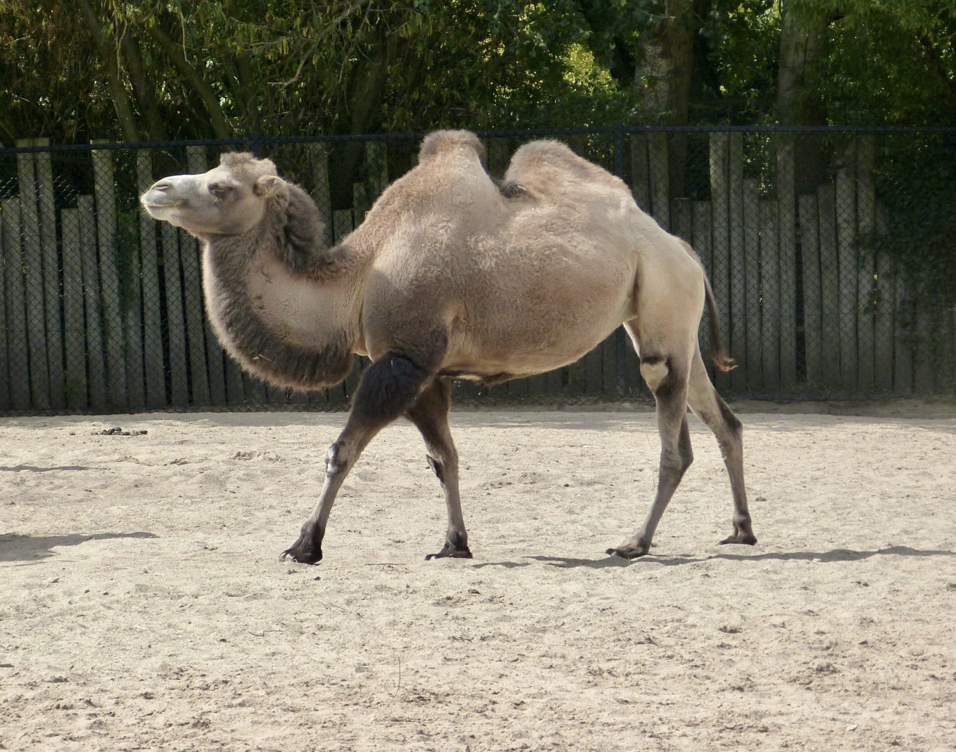 Bactrian camel