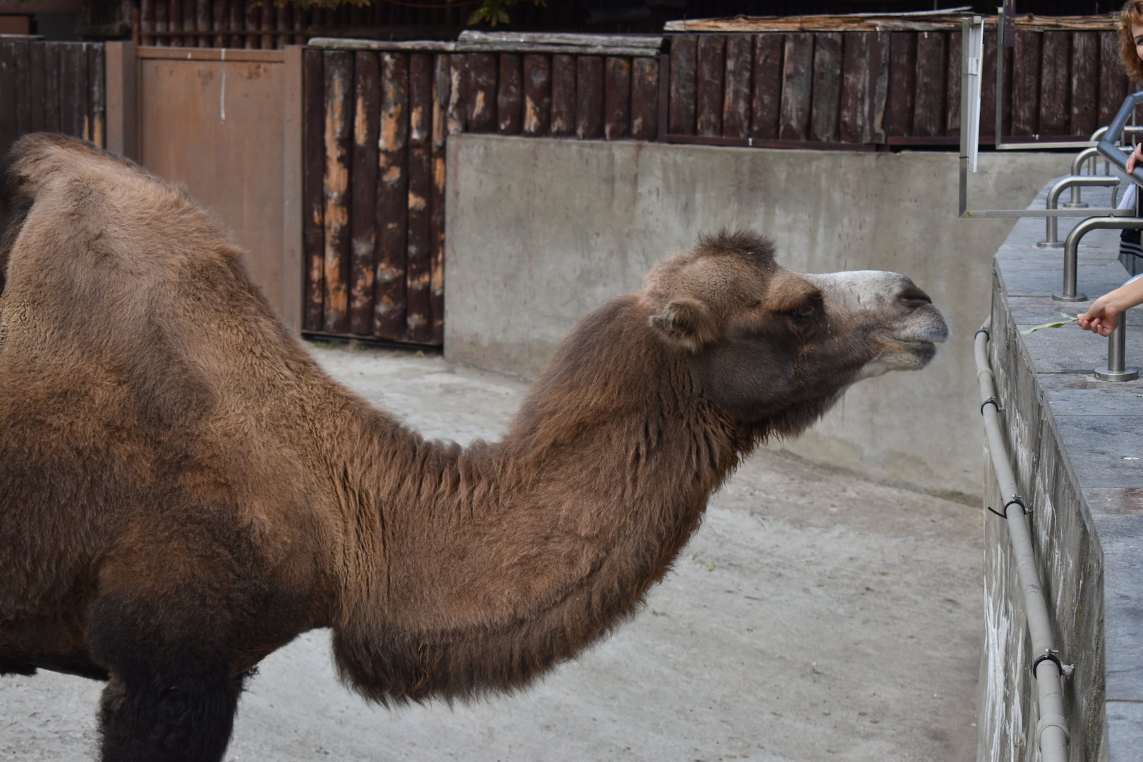 Bactrian camel