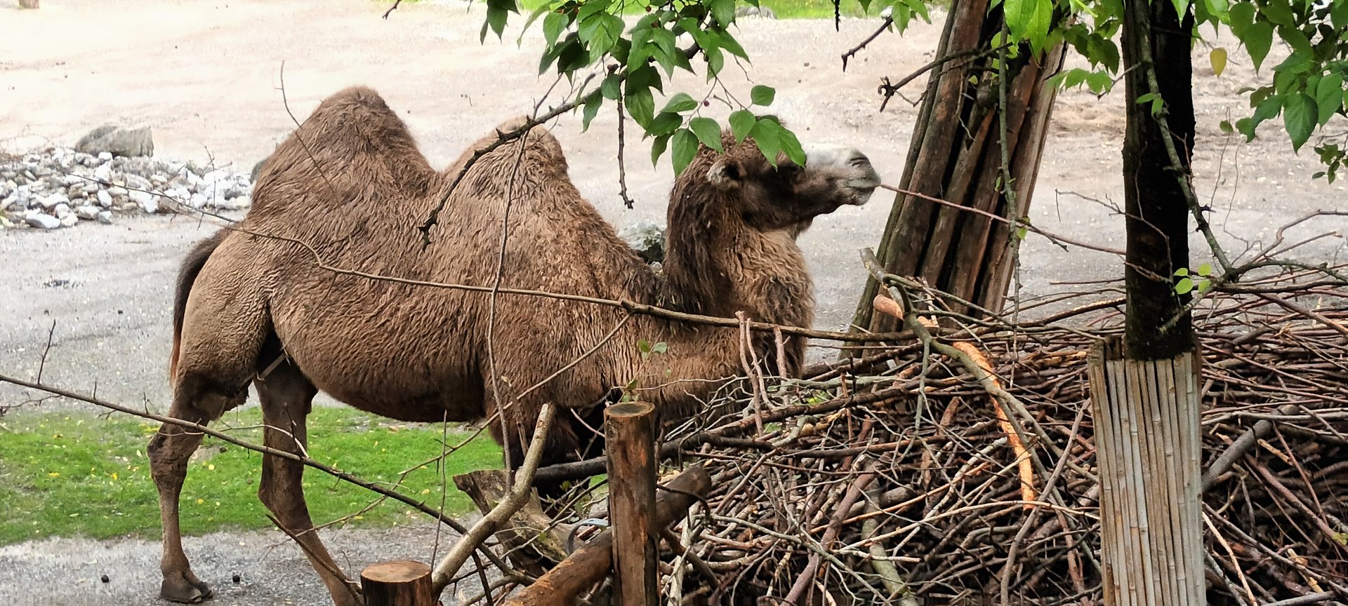Bactrian Camel