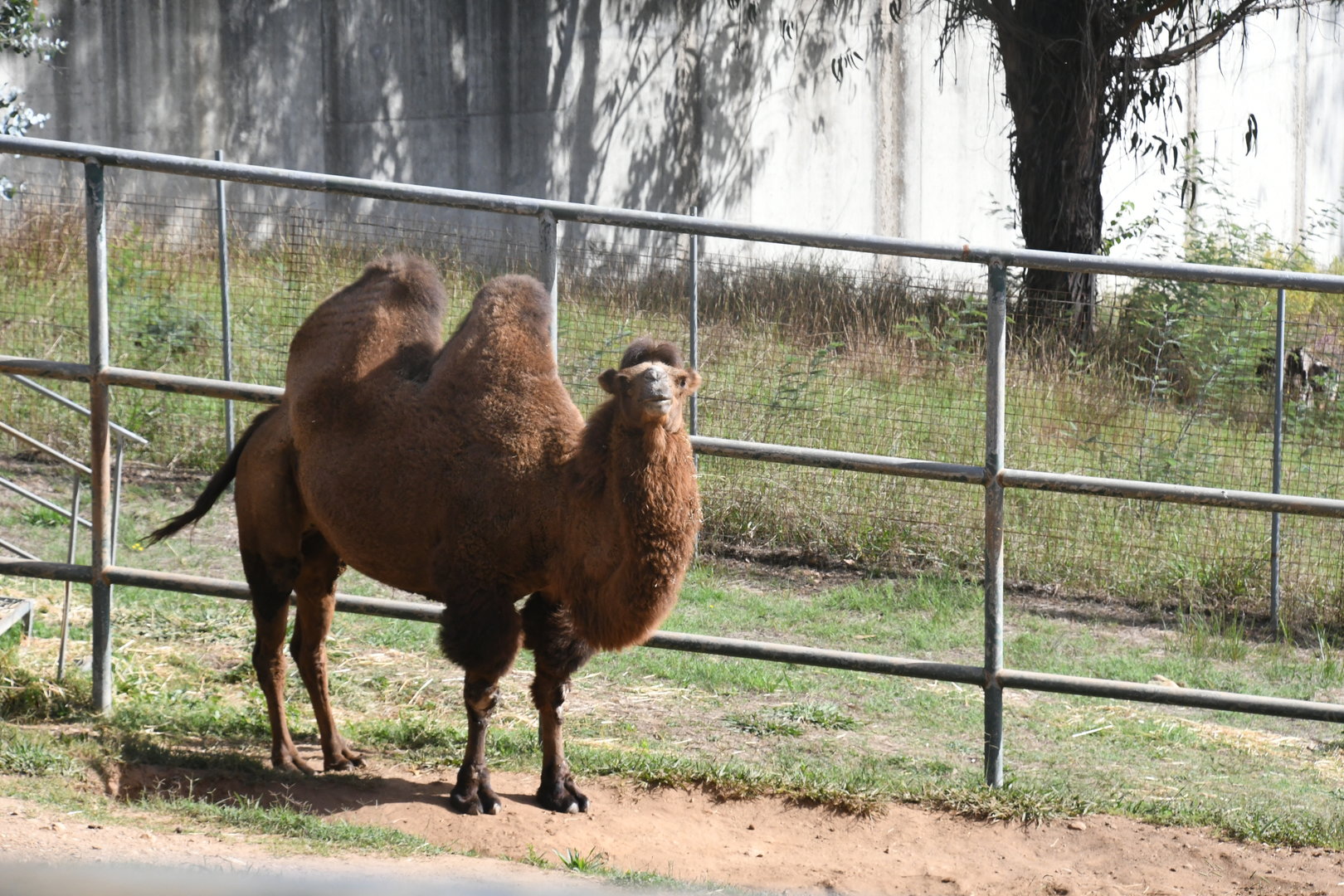 Bactrian Camel