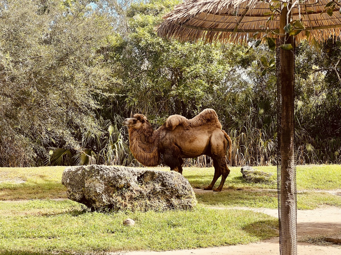Bactrian Camel