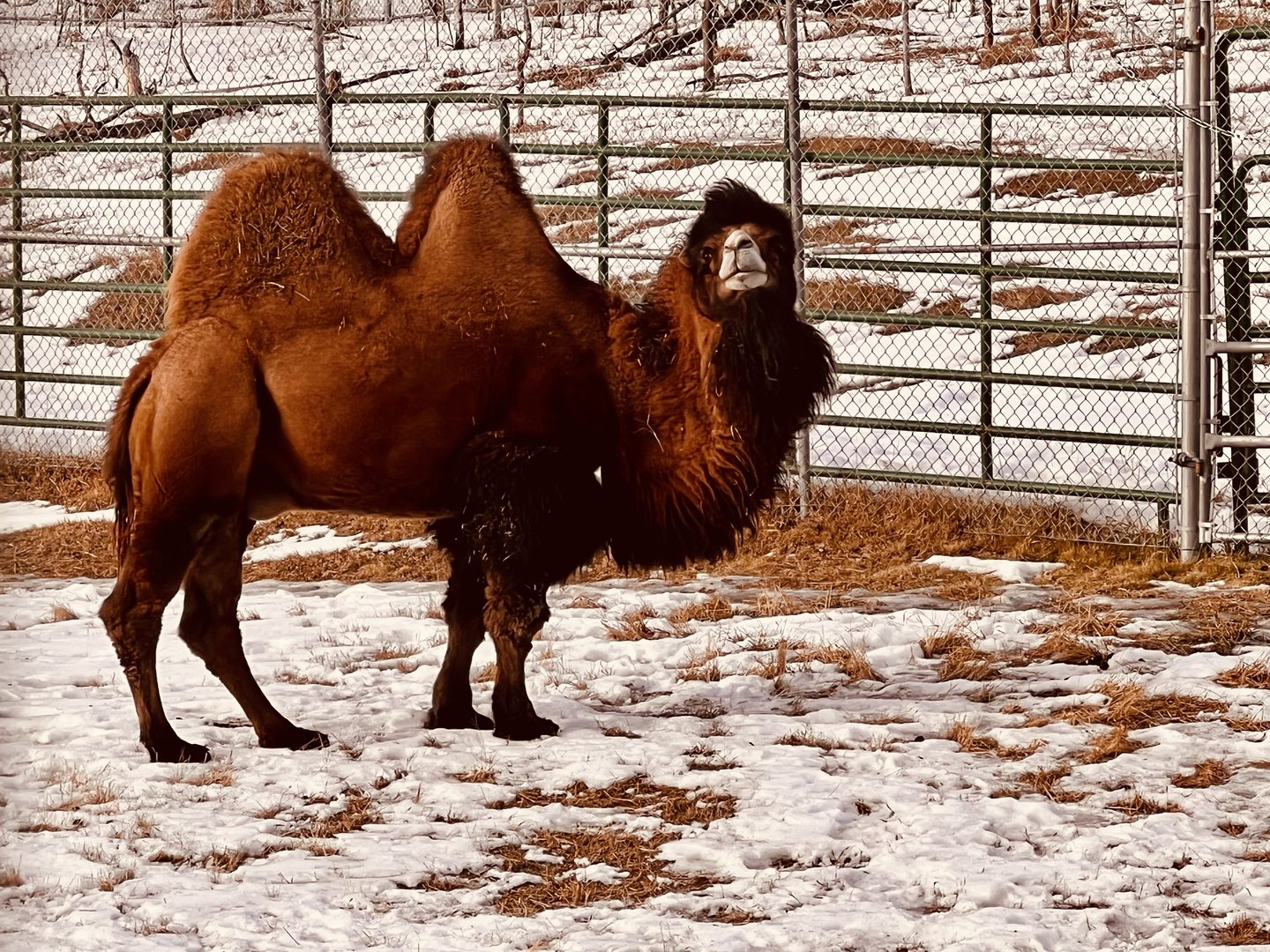 Bactrian Camel