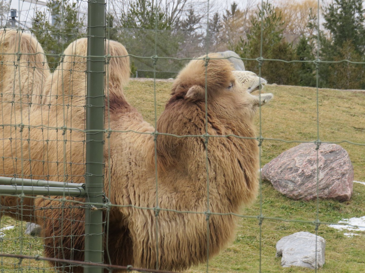 Bactrian camel