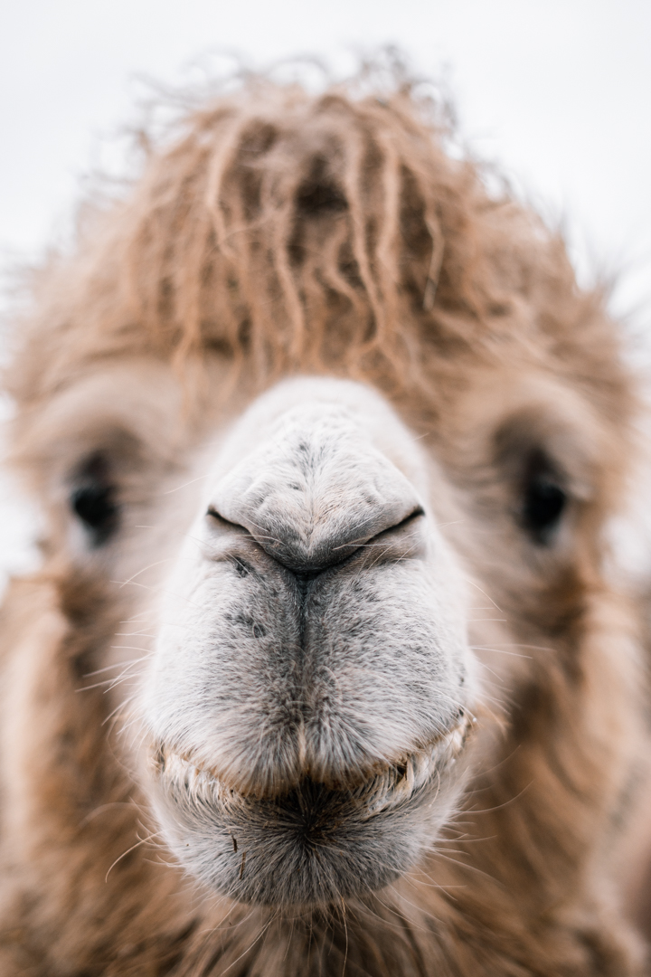 Bactrian Camel