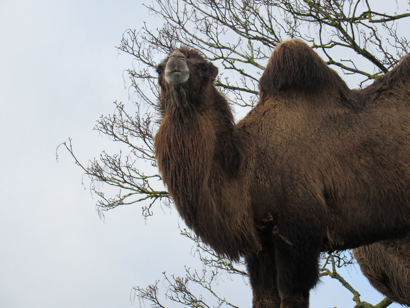Bactrian Camel