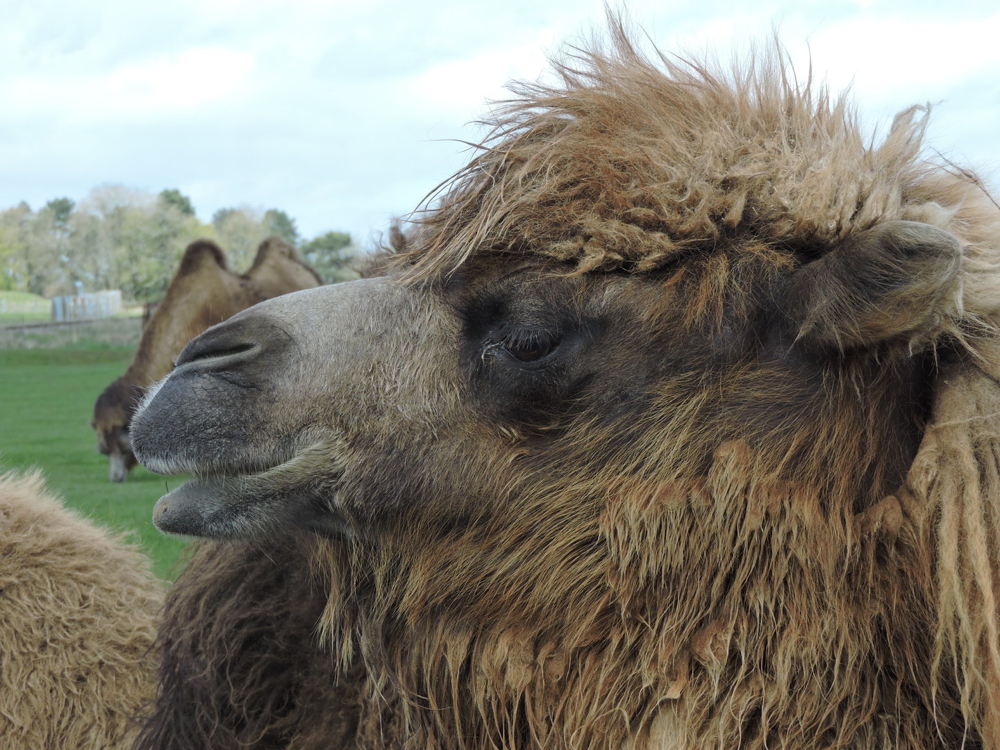 Bactrian Camel