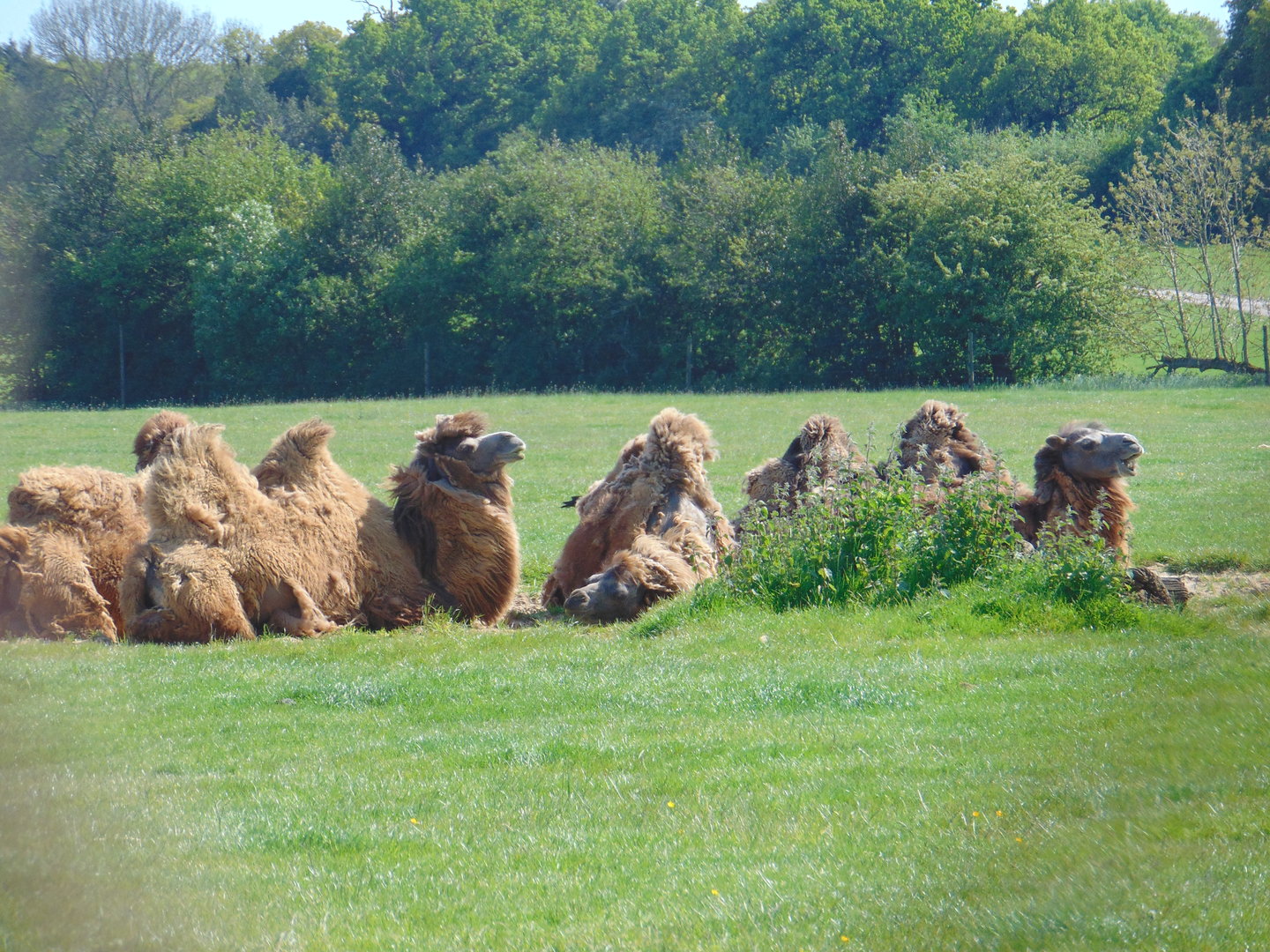 Bactrian Camel