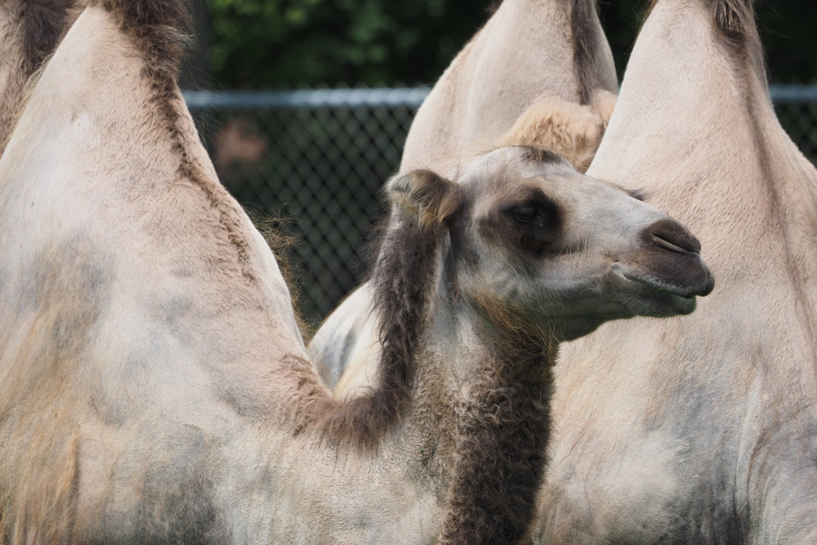 Bactrian Camel