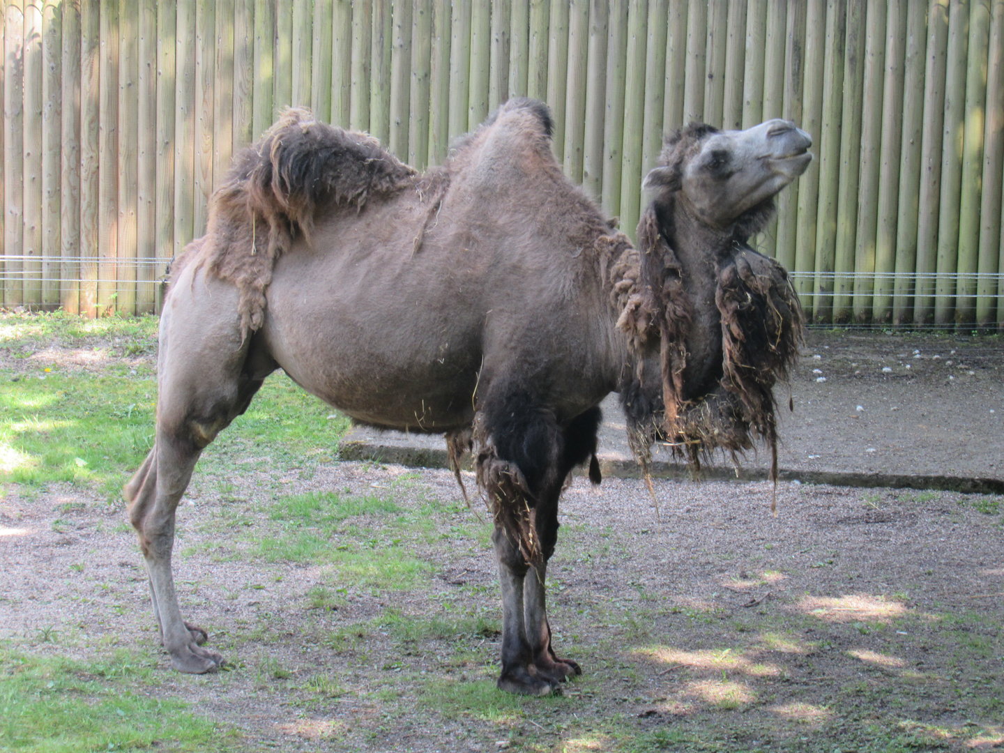 Bactrian Camel