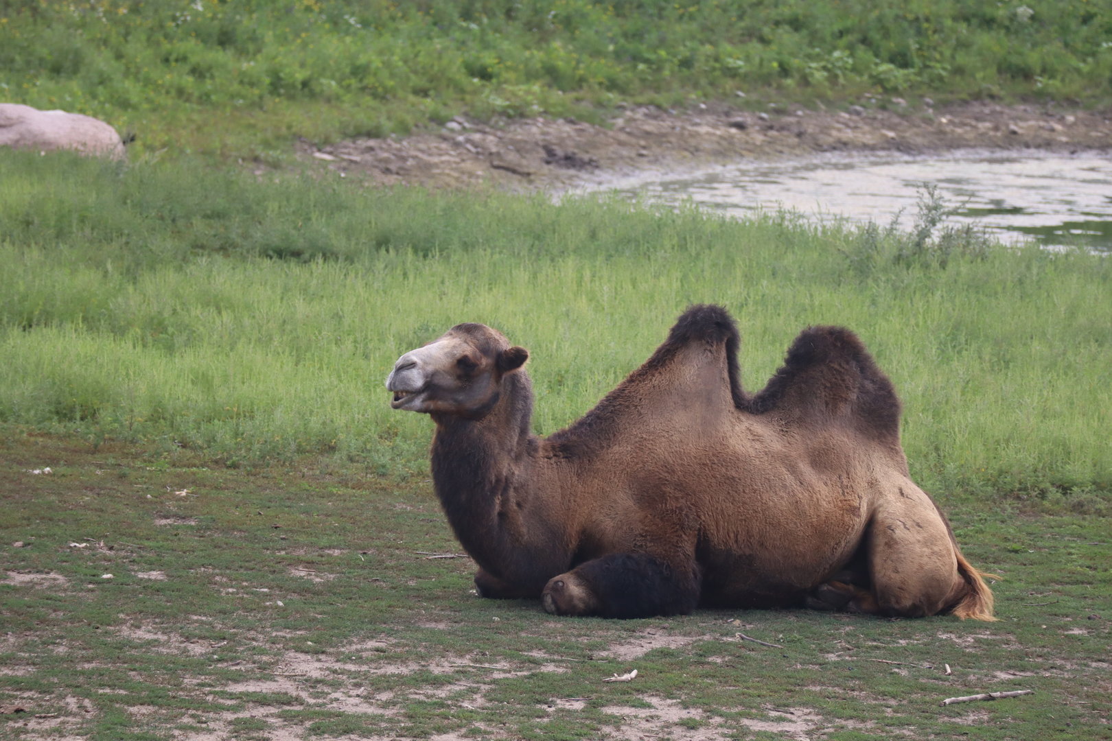 Bactrian Camel