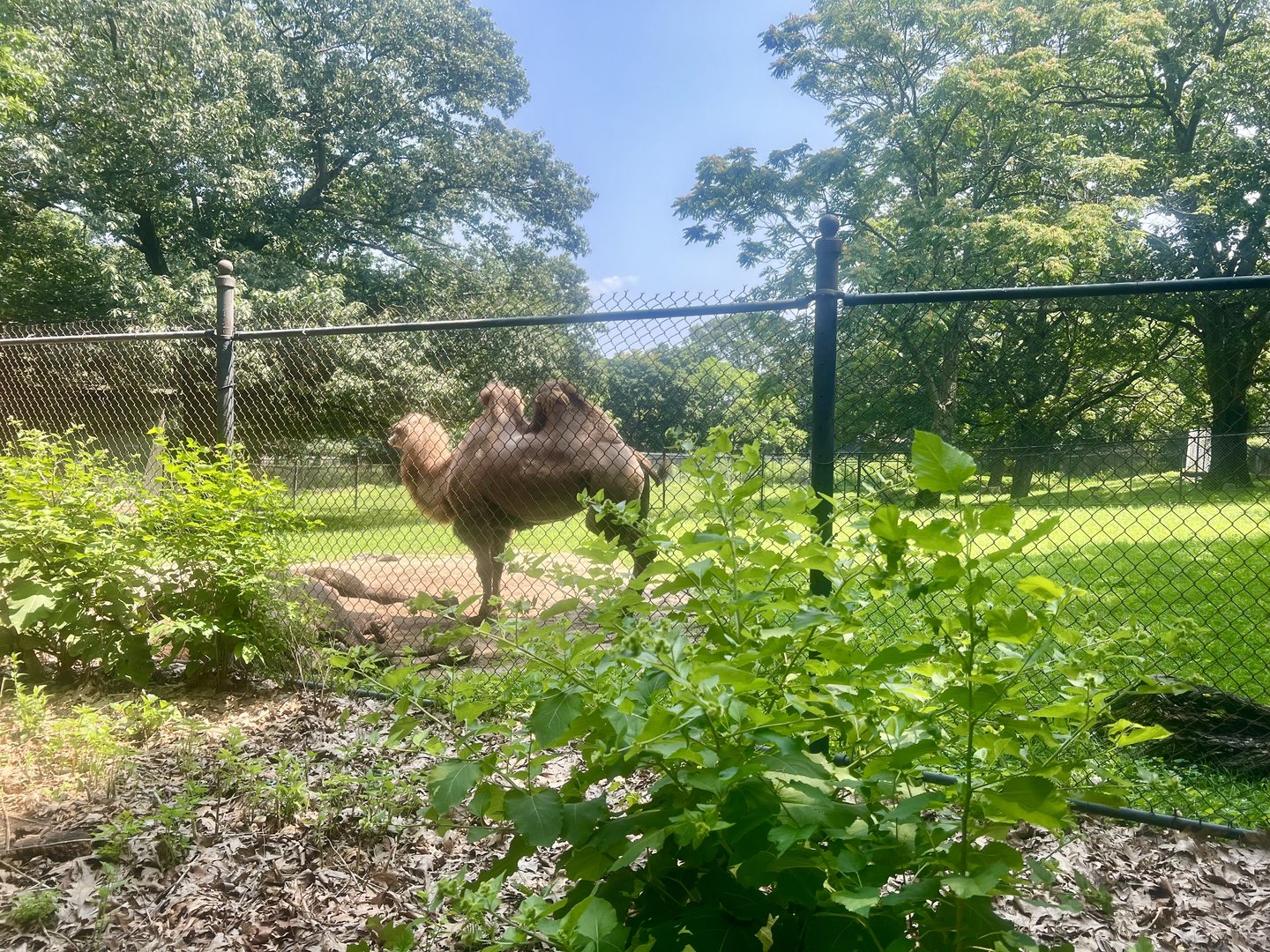 Bactrian Camel