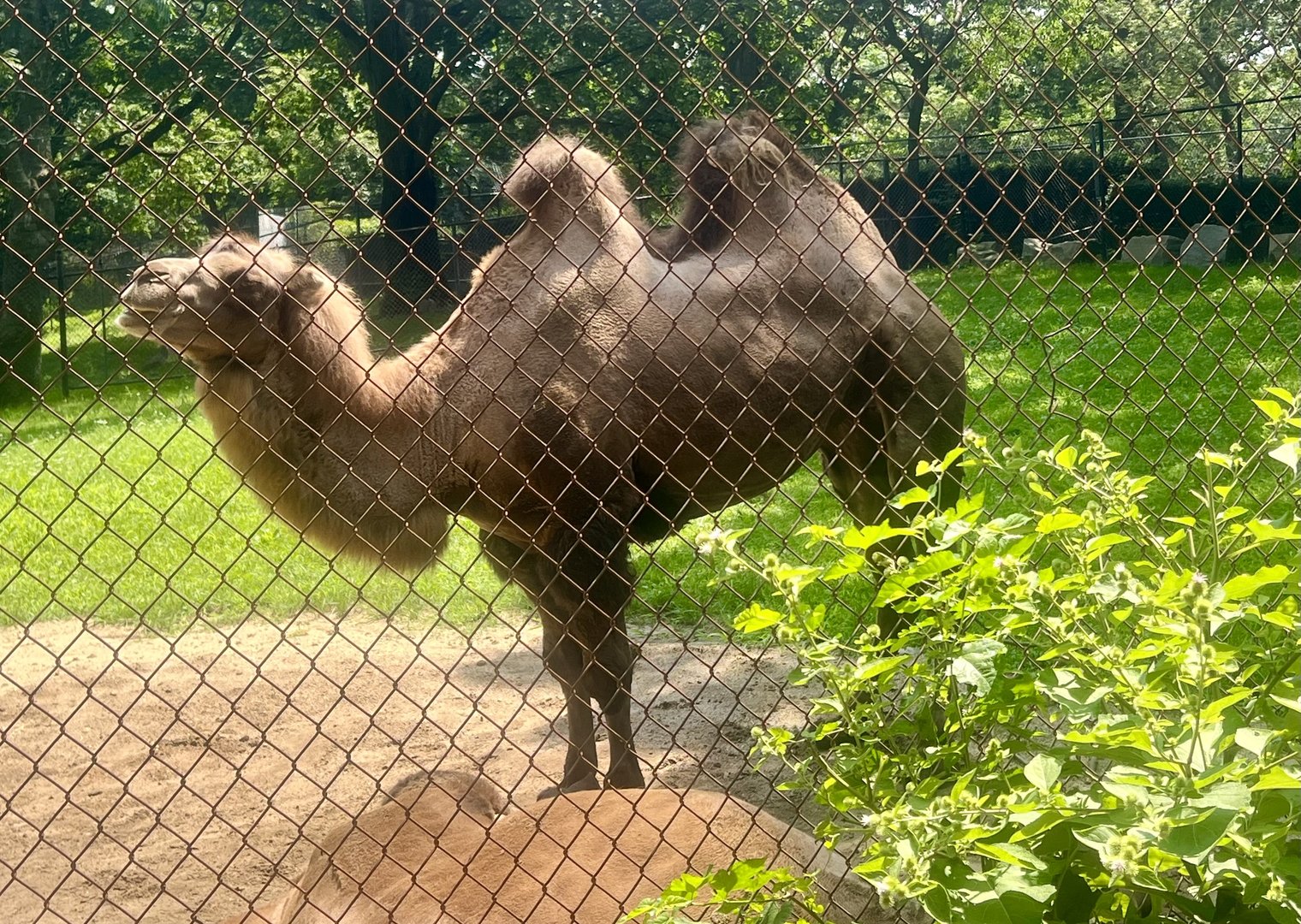 Bactrian Camel