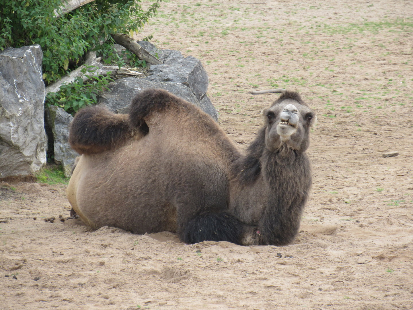 Bactrian Camel