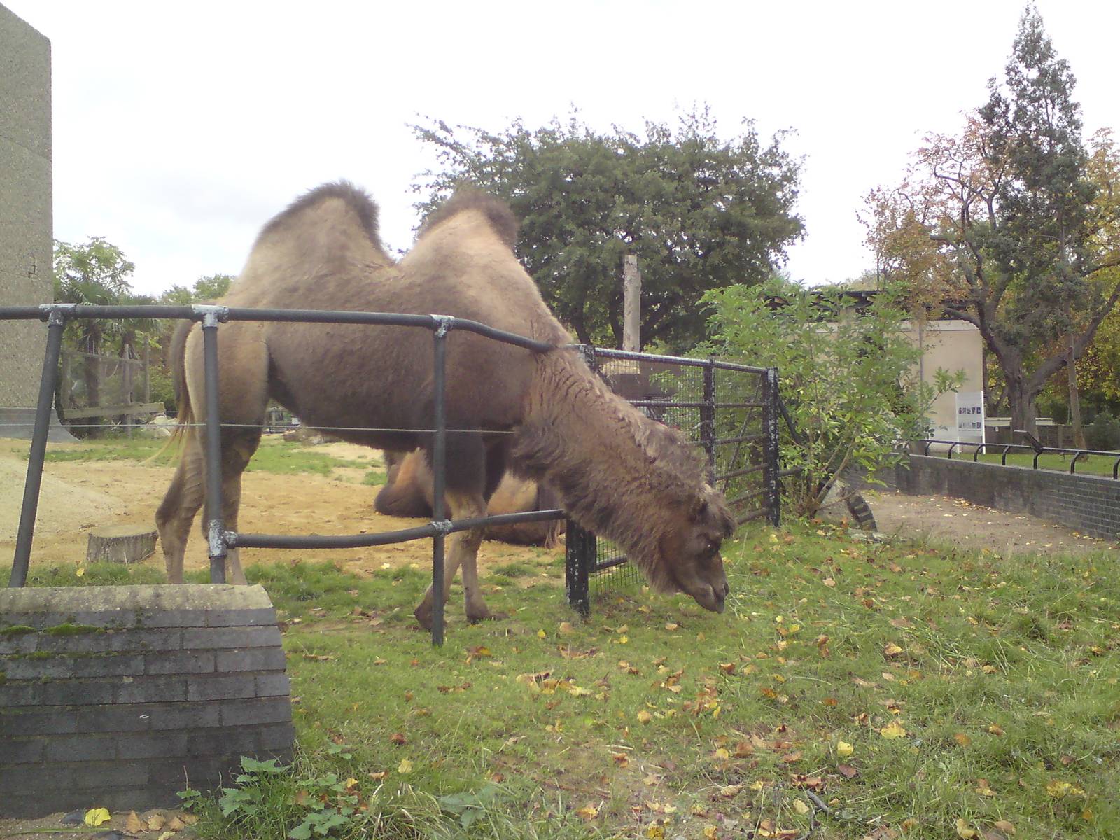 Bactrian camel