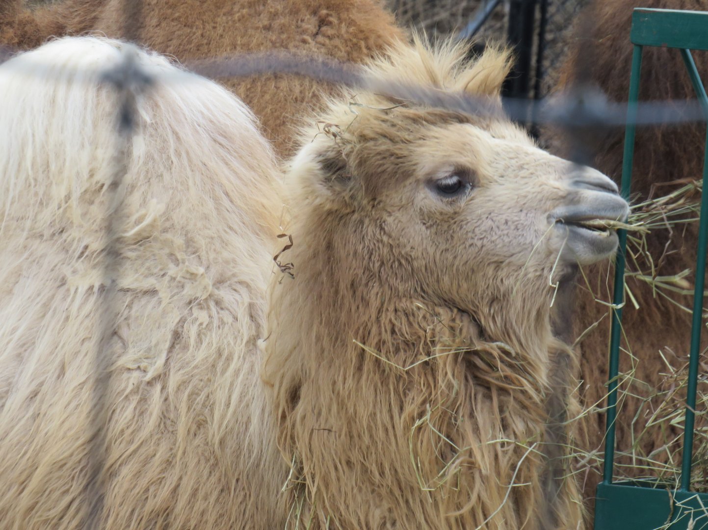 Bactrian camel