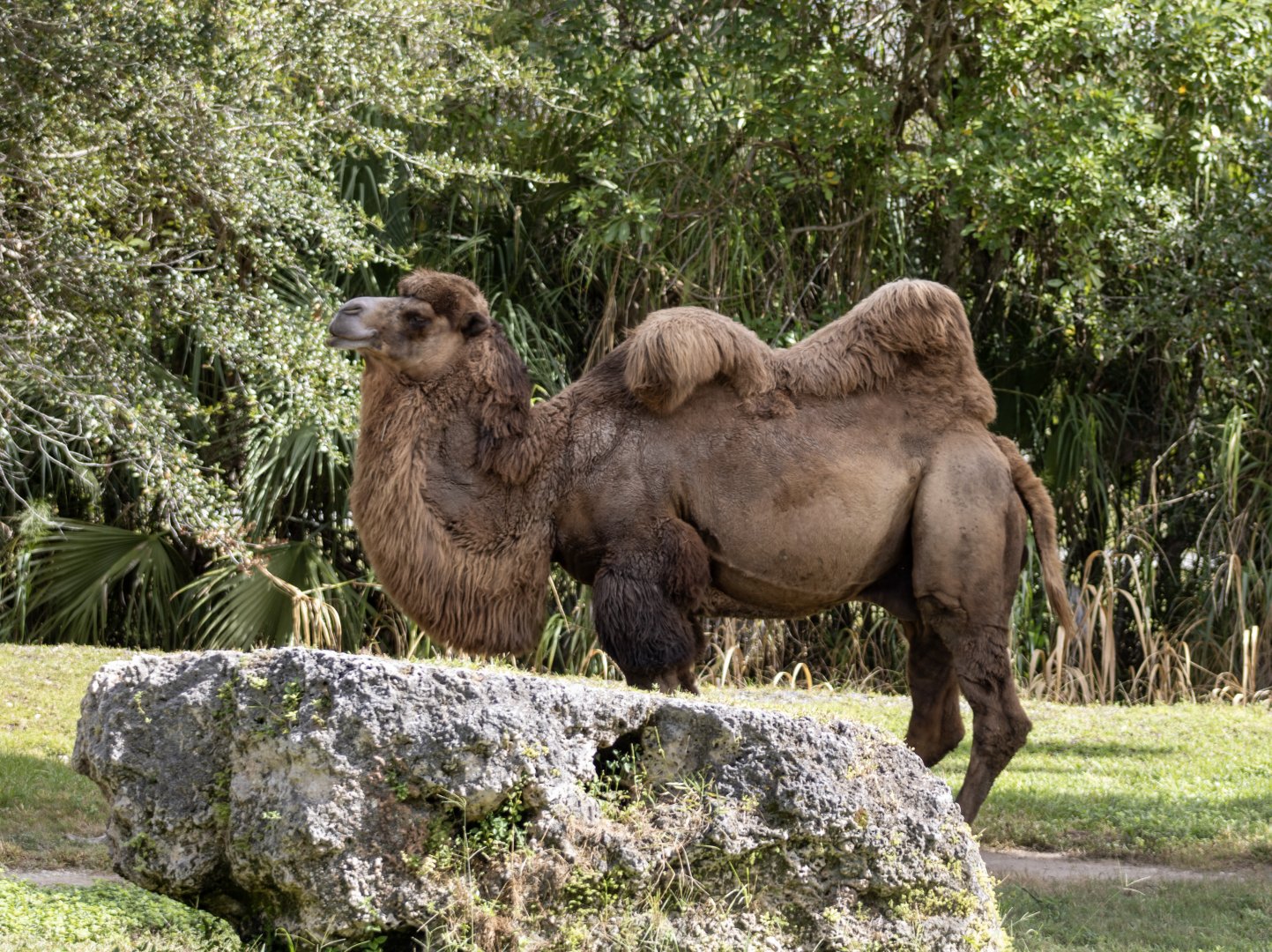 Bactrian Camel
