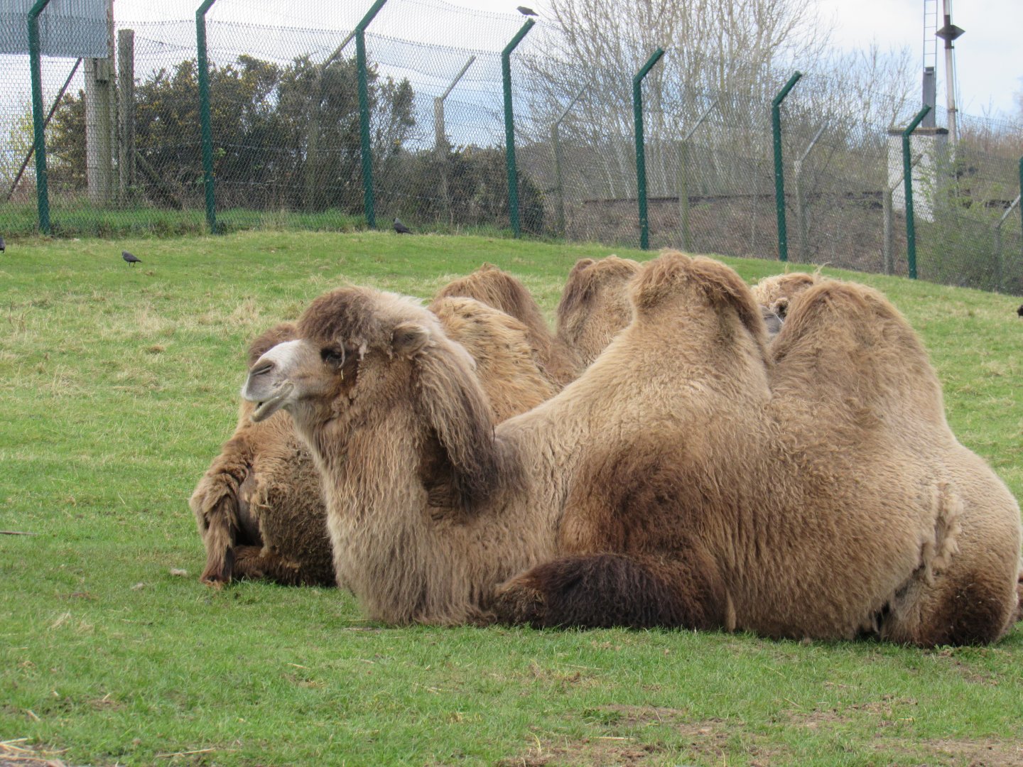 Bactrian camel