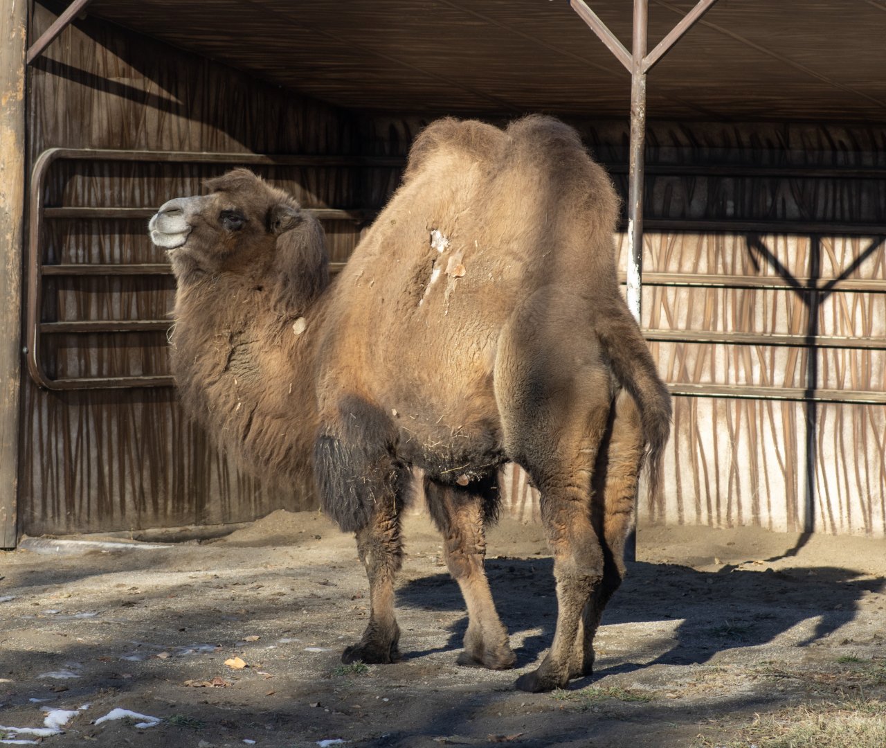 Bactrian Camel