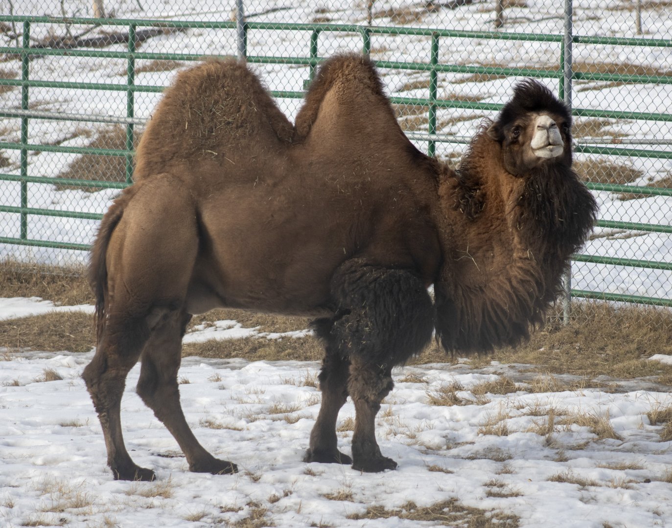 Bactrian Camel