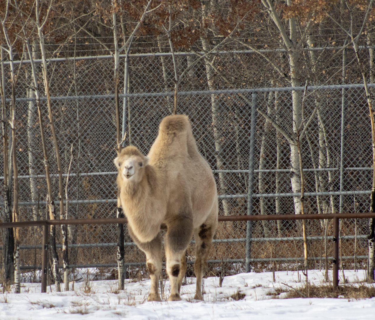 Bactrian Camel