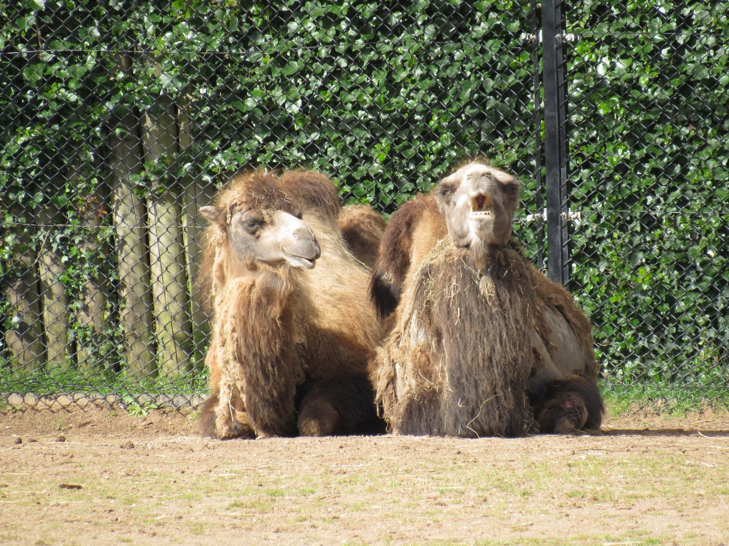 Bactrian camel