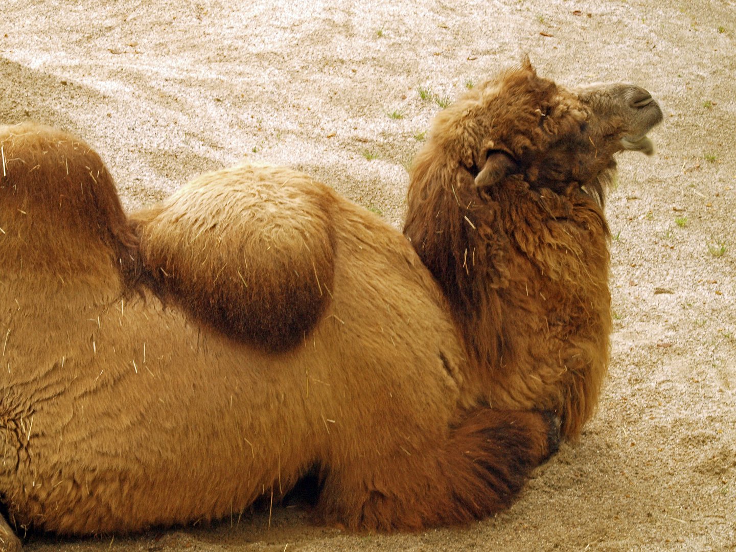 Bactrian camel