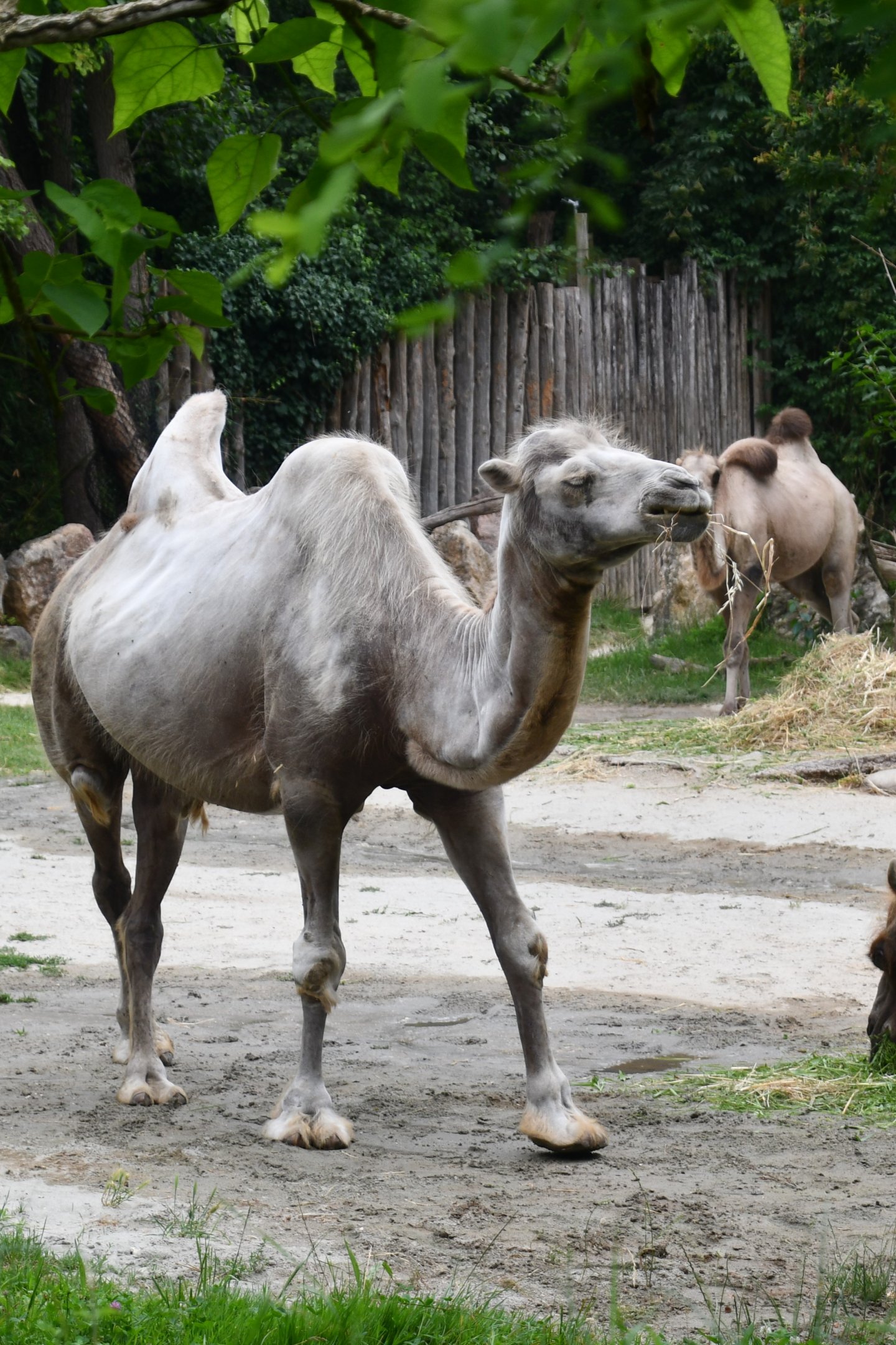 Bactrian Camel