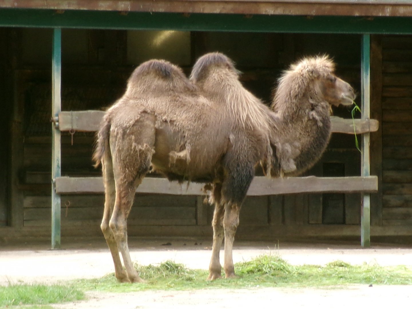 Bactrian camel