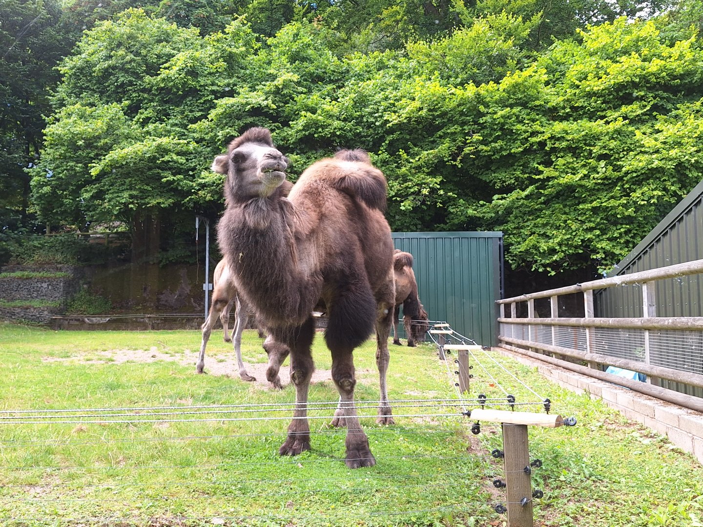 Bactrian Camel