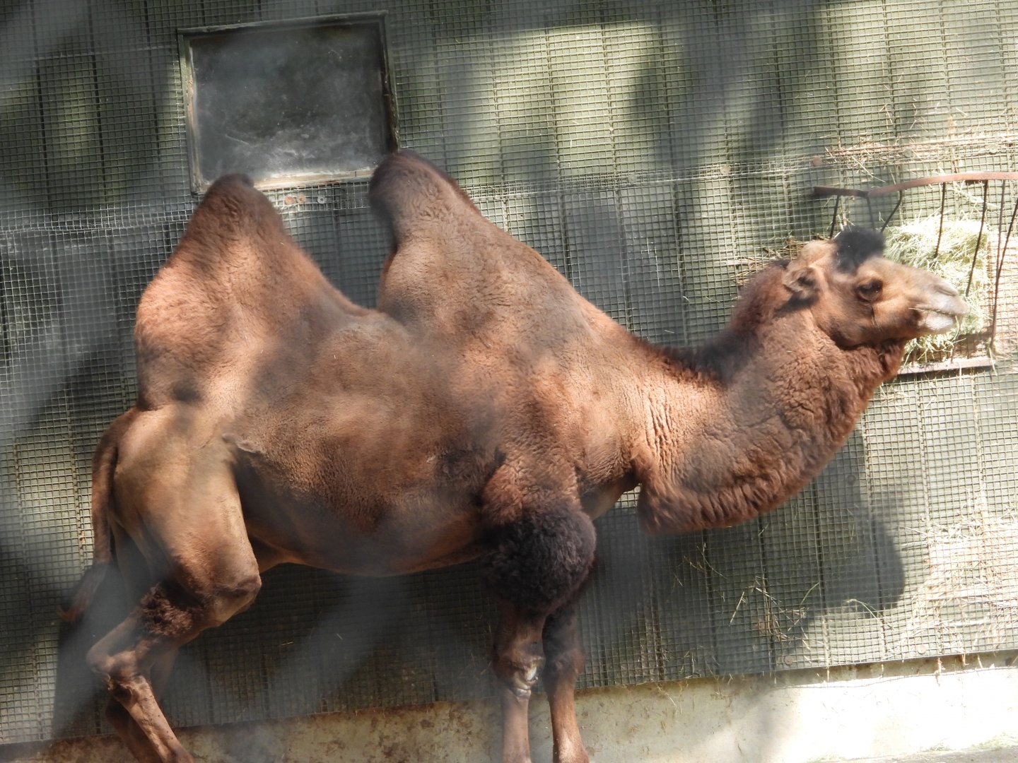 Bactrian camel