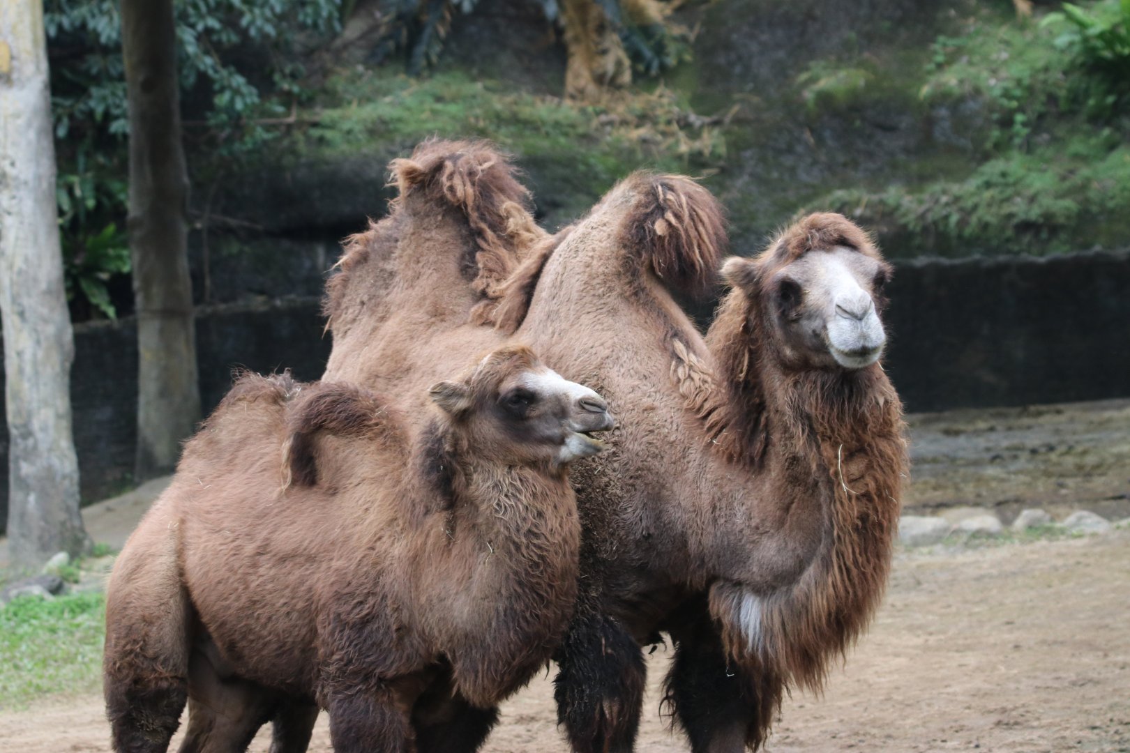 Bactrian Camel