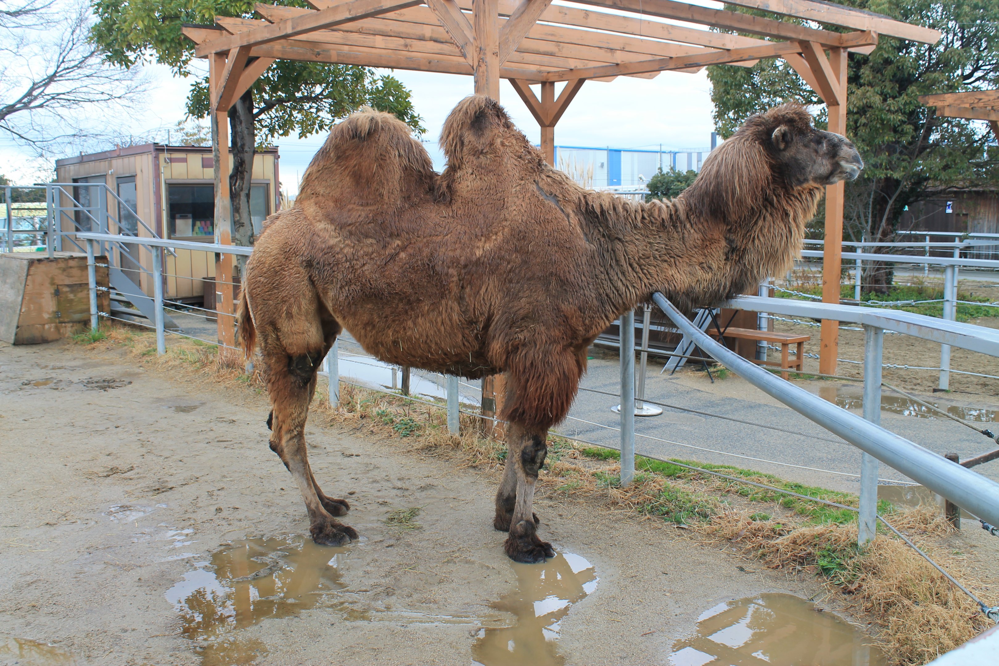 Bactrian Camel