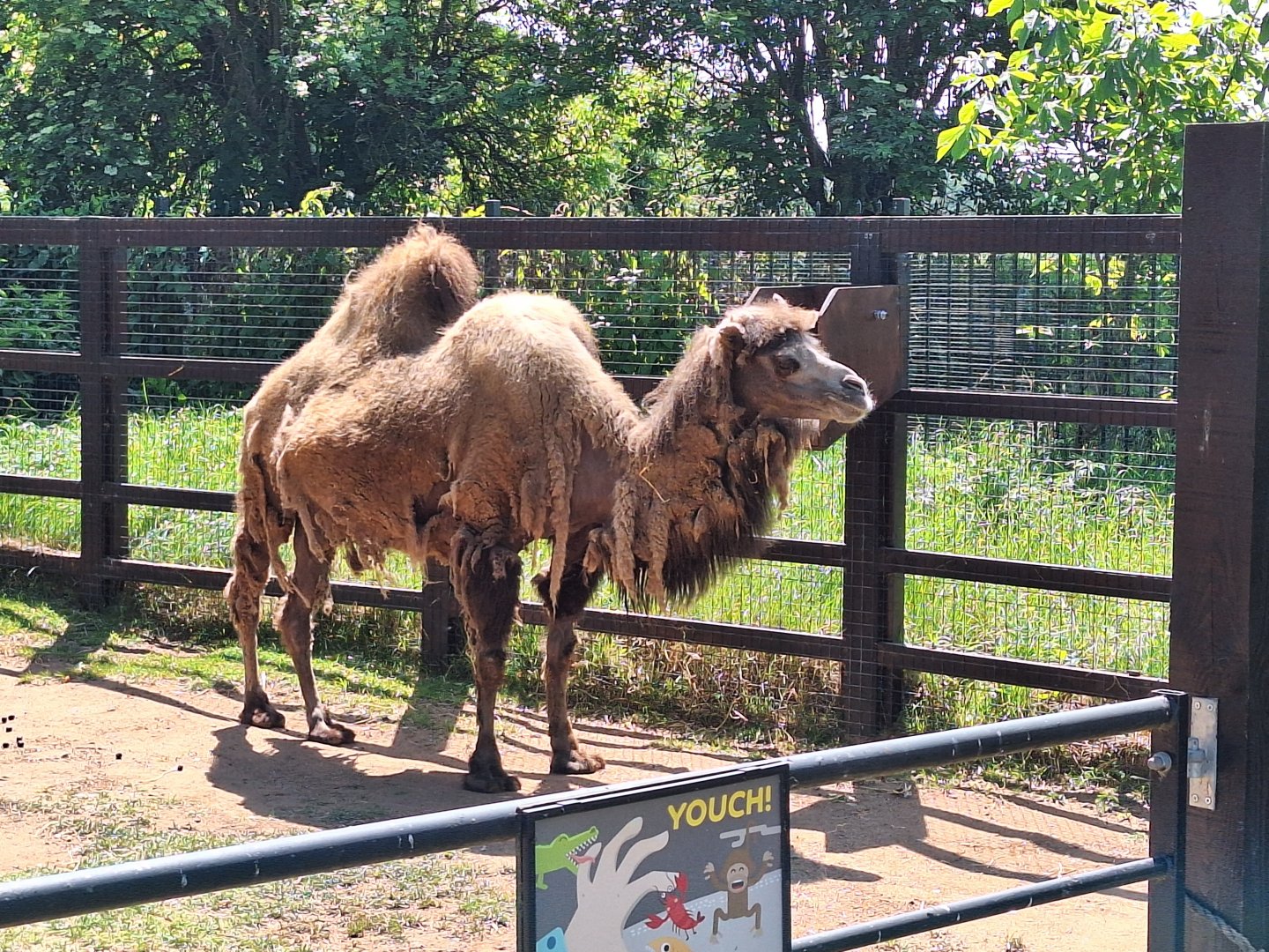 Bactrian Camel