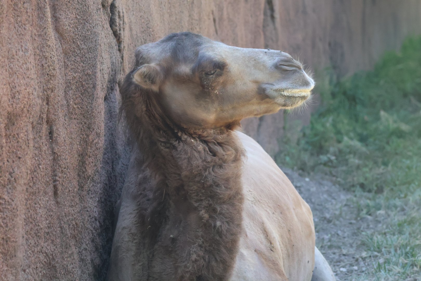 Bactrian Camel