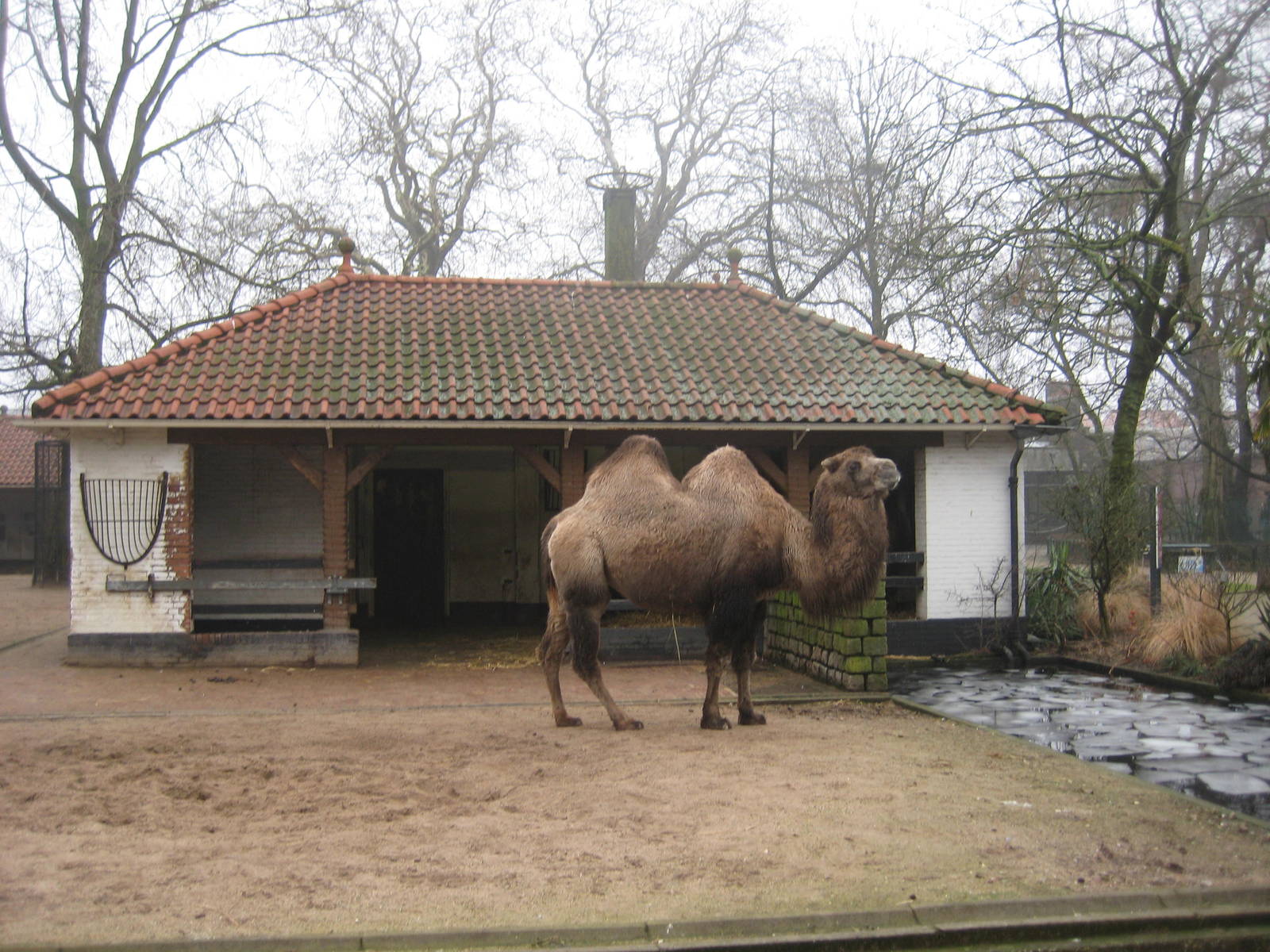 Bactrian camel