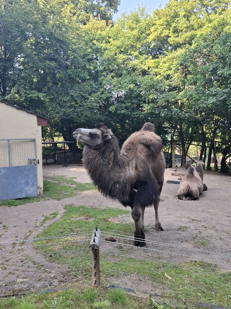 Bactrian Camel