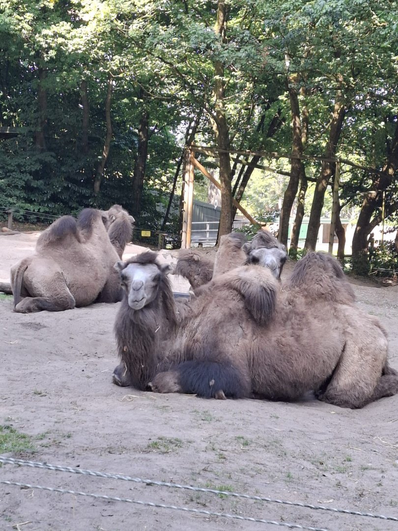 Bactrian Camel