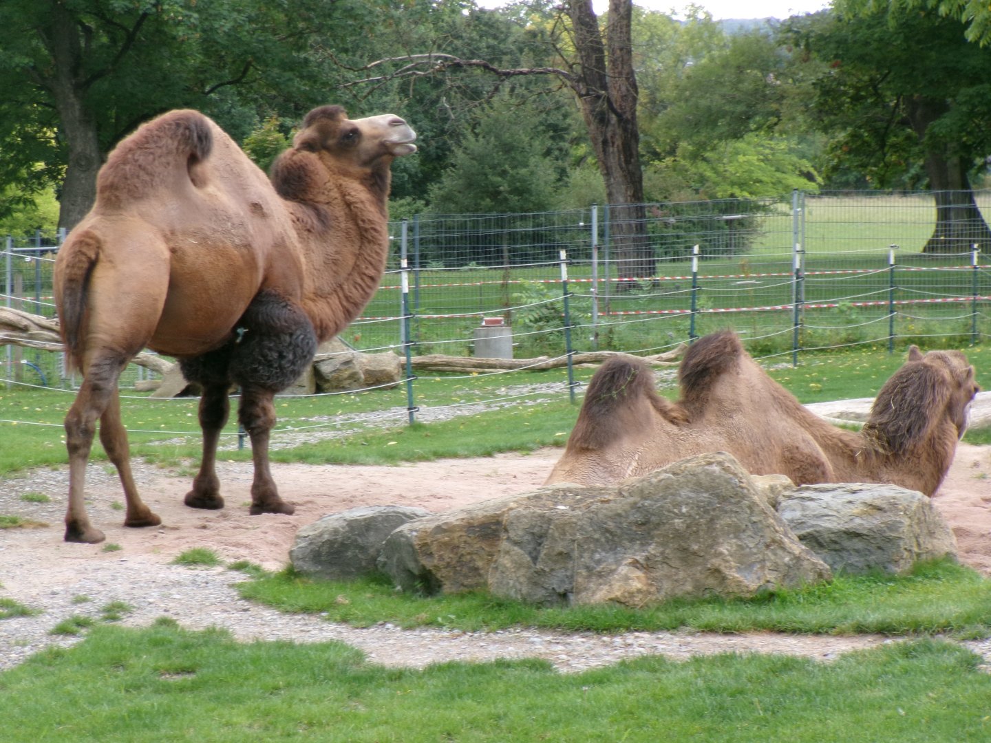 Bactrian camel