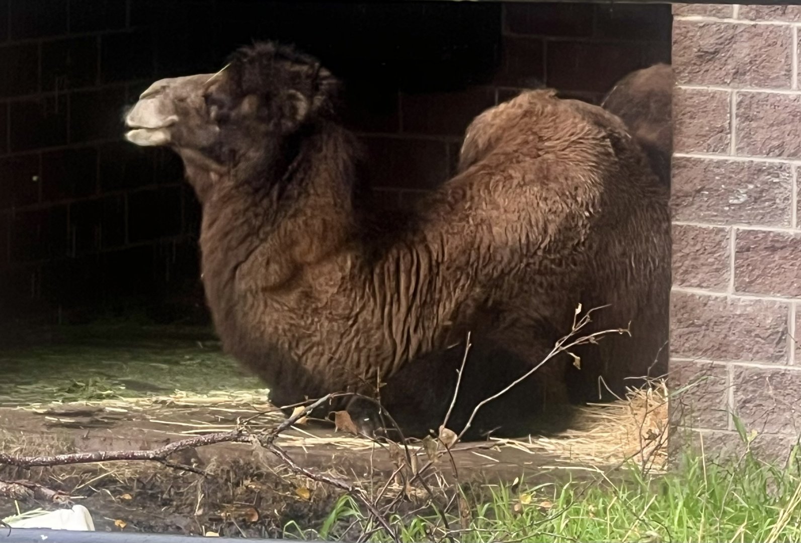 Bactrian Camel