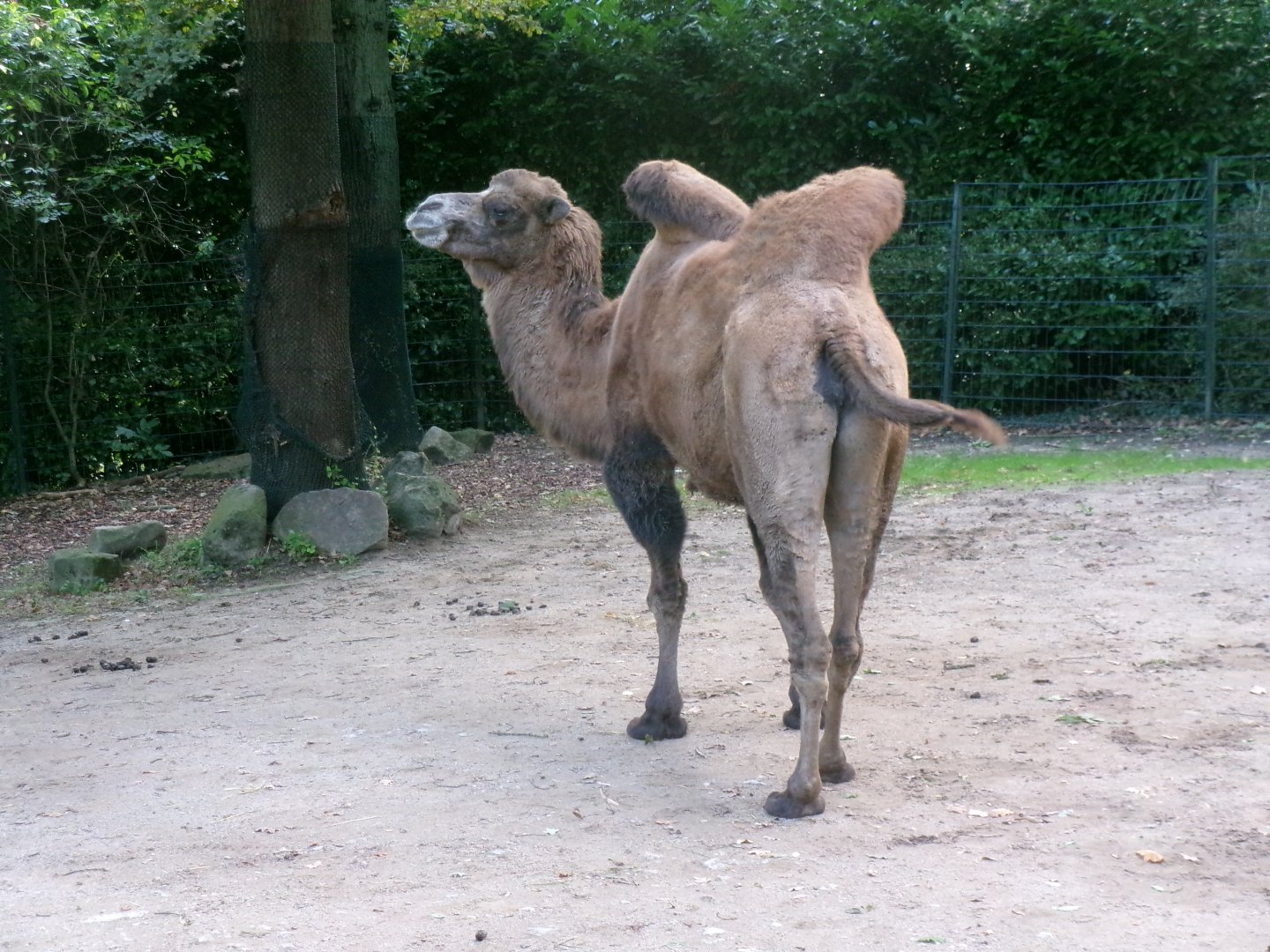 Bactrian camel