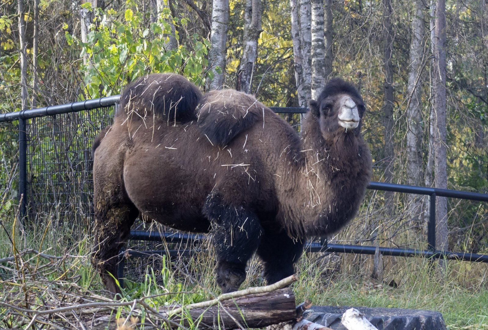 Bactrian Camel