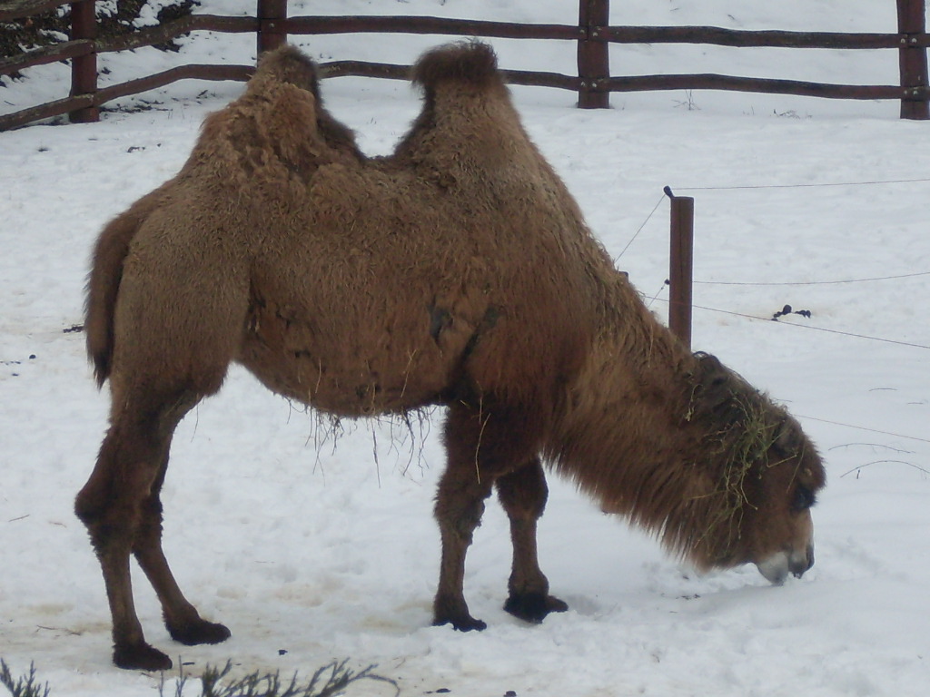 Bactrian camel