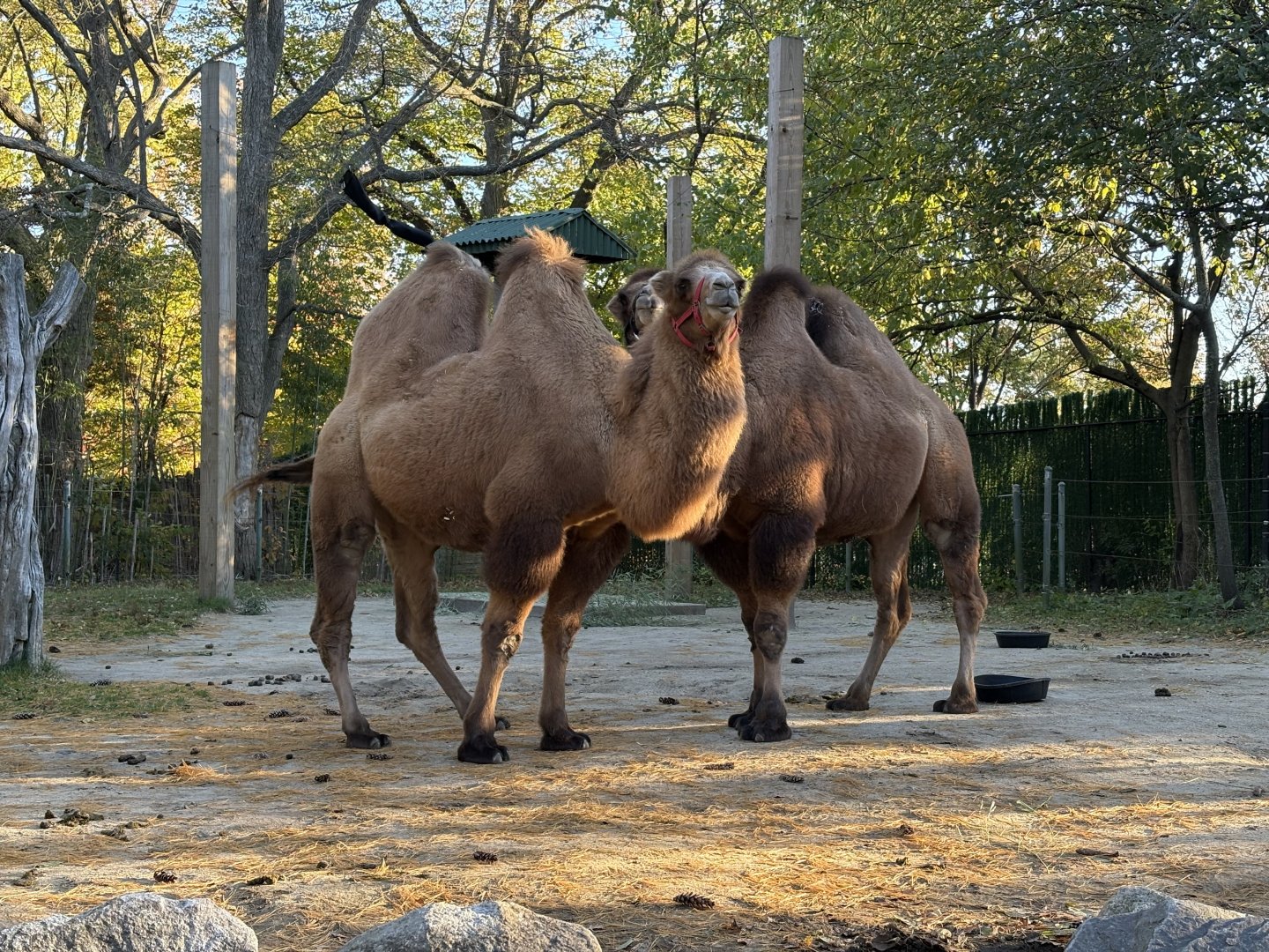 Bactrian Camel