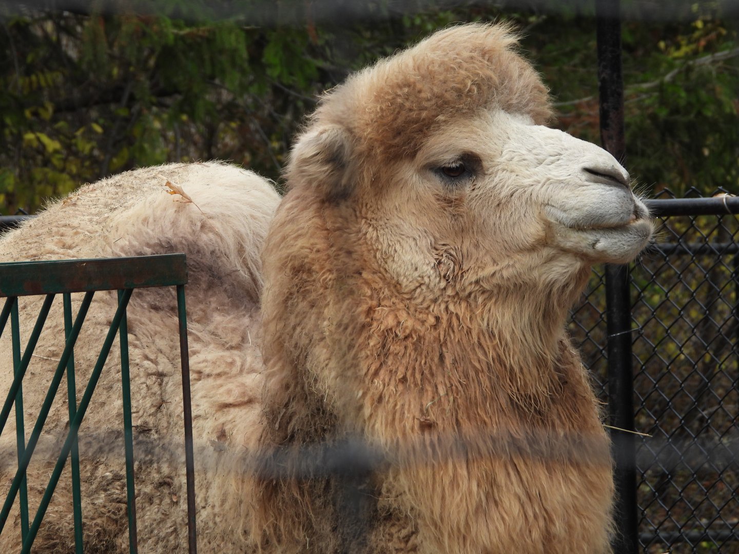 Bactrian camel