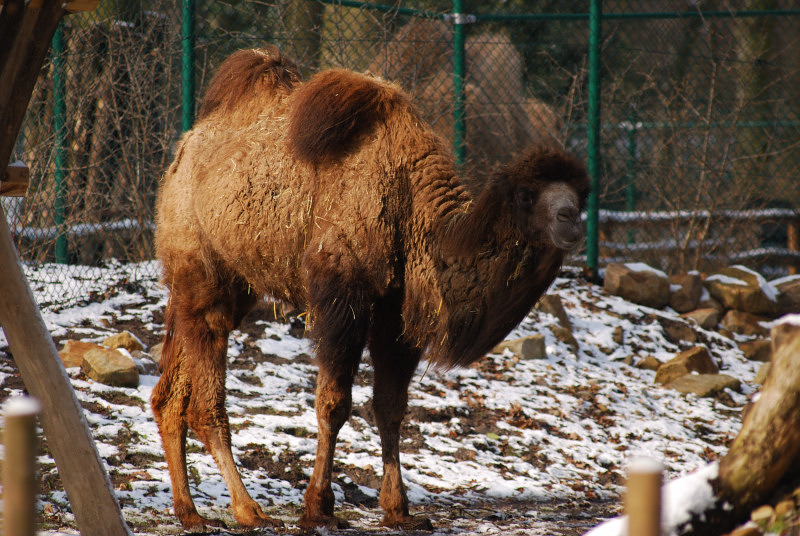 Bactrian Camel