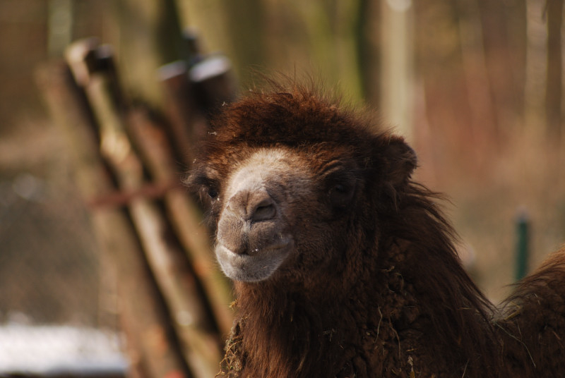 Bactrian Camel