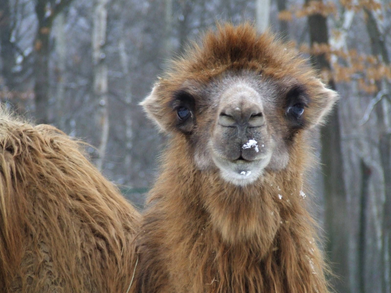 Bactrian Camel