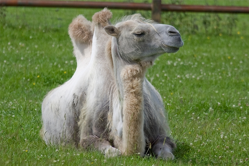 Bactrian Camel